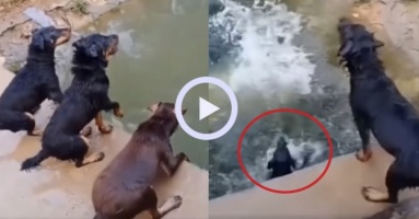 Video: Chó cưng phấn khích đua nhau nhảy cầu để tắm mát