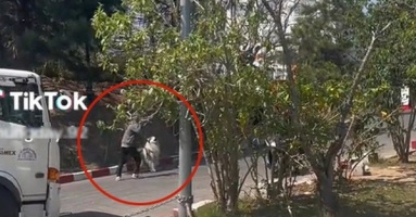 Dân mạng phẫn nộ khi 2 chú chó ở Đà Lạt bị chủ bạo hành chỉ vì trưa nắng không chịu chụp ảnh với khách?