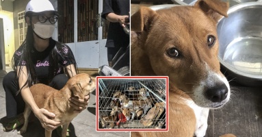 Cảm động người đàn ông giải cứu hàng loạt bé chó, phải mất gần 100 củ: “Chúng nó đáng được sống”