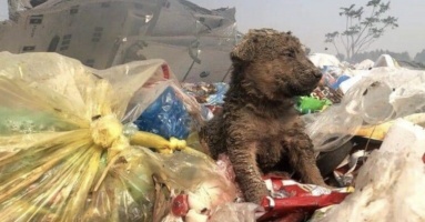 Chó nhỏ bị bỏ rơi bơ vơ giữa bãi rác, cố gắng tìm kiếm thứ ăn bẩn thỉu để tồn tại qua ngày