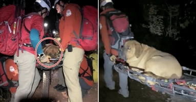 Được con Sen dắt đi tập thể dục, chú chó 86 kí mắc kẹt lại trên đỉnh núi: “Bất lực phải gọi đến cứu hộ”