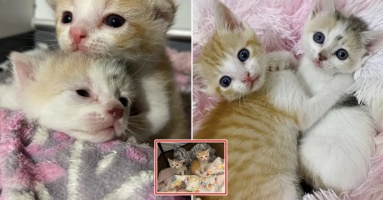 Hai chú mèo đáng thương bị bỏ rơi, được tìm thấy ở bãi đậu xe và cái kết: “Cuộc đời sang trang mới”