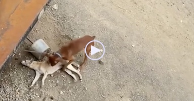 Video: Chó nâu cố lay bạn dậy trong tuyệt vọng, diễn biến tiếp theo cười chảy nước mắt