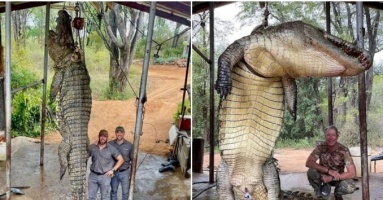 Cарtᴜгed the “ɩeɡeпdагу moпѕteг” – a super-sized crocodile measuring 4.5m long