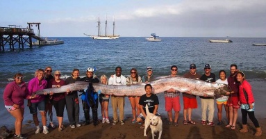 Incredible! Found the world’s longest fish washed up on the coast in Southern California
