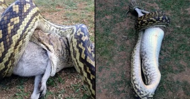 The giant python swallows the pony before the mother's helplessness (Video)