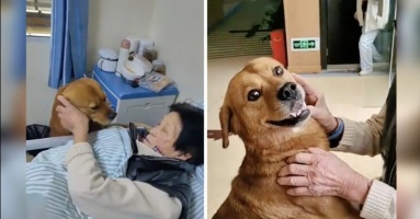 Chủ nhân nằm viện, chú chó ngày nào cũng vào thăm, luôn kề cận bên cạnh cho đỡ buồn
