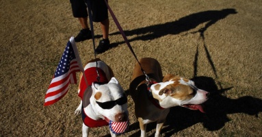 Lệnh cấm chó pitbull gây tranh cãi ở Mỹ