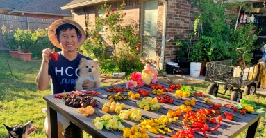 Chàng trai Việt đam mê trồng hơn 500 loại ớt trên đất Mỹ