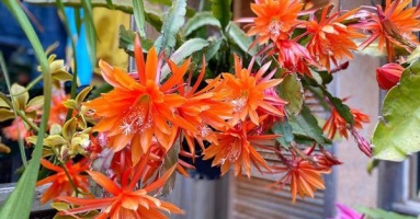 Sợ vợ ra nước ngoài buồn, chồng Việt tâm lý tặng vườn hoa tuyệt đẹp trên đất Úc, ai thấy cũng phải xuýt xoa
