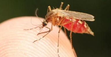 Cảnh báo về sốt rét tại Florida và Texas