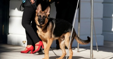 Chó cưng của ông Biden bị đưa khỏi Nhà Trắng vì cắn mật vụ