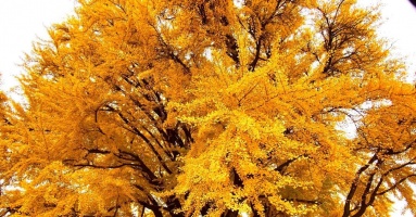 Cây bạch quả 'đẹp nhất thế giới' chuyển lá vàng rực rỡ