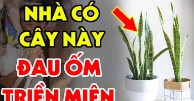 Tuổi này đại kỵ với cây Lưỡi Hổ: Trồng 1 cây cũng đủ tổn phúc, tiền của không cánh mà bay