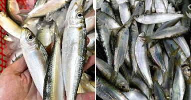 Chợ Việt có loại cá giàu canxi hơn sữa, omega-3 không thua cá hồi, giá lại rất rẻ