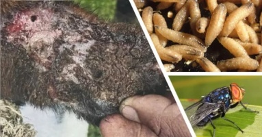 Mỹ phát hiện trường hợp đầu tiên nhiễm giun ăn thịt người