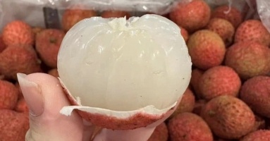 800.000 đồng một kg vải thiều Australia về Việt Nam 800.000 đồng một kg vải thiều Australia về Việt Nam